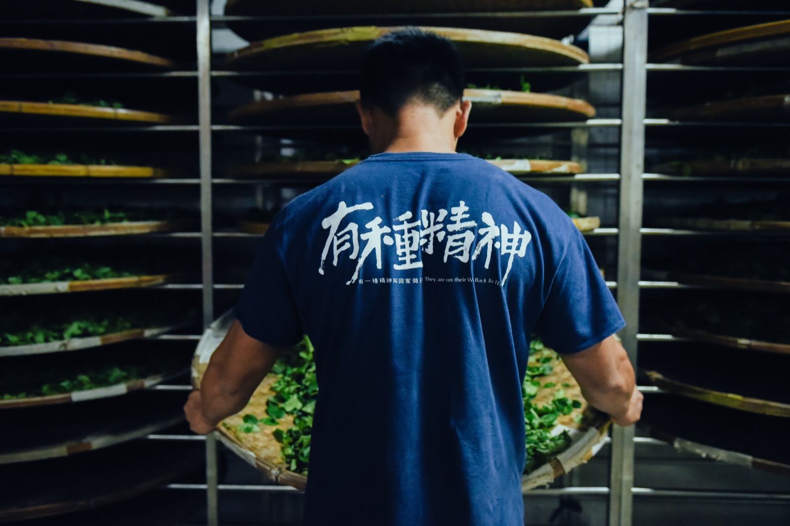 有種精神 — 製茶人